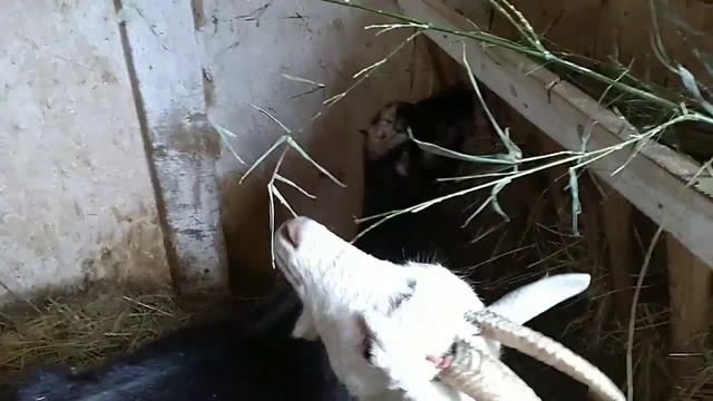 Соль, сода для коз в свободном доступе /как это у нас смотреть онлайн