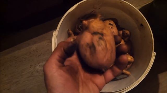 Выращивание батата в России. Сбор урожая. Честный обзор. смотреть онлайн
