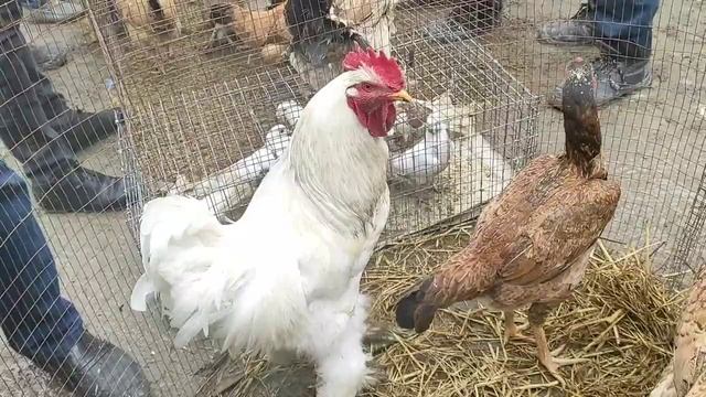 НАМАНГАН ТОВУК БОЗОР НАРХЛАРИ ОШДИМИ 2021 NAMANGAN TOVUQ BOZOR NARX NAVOLARI 2021