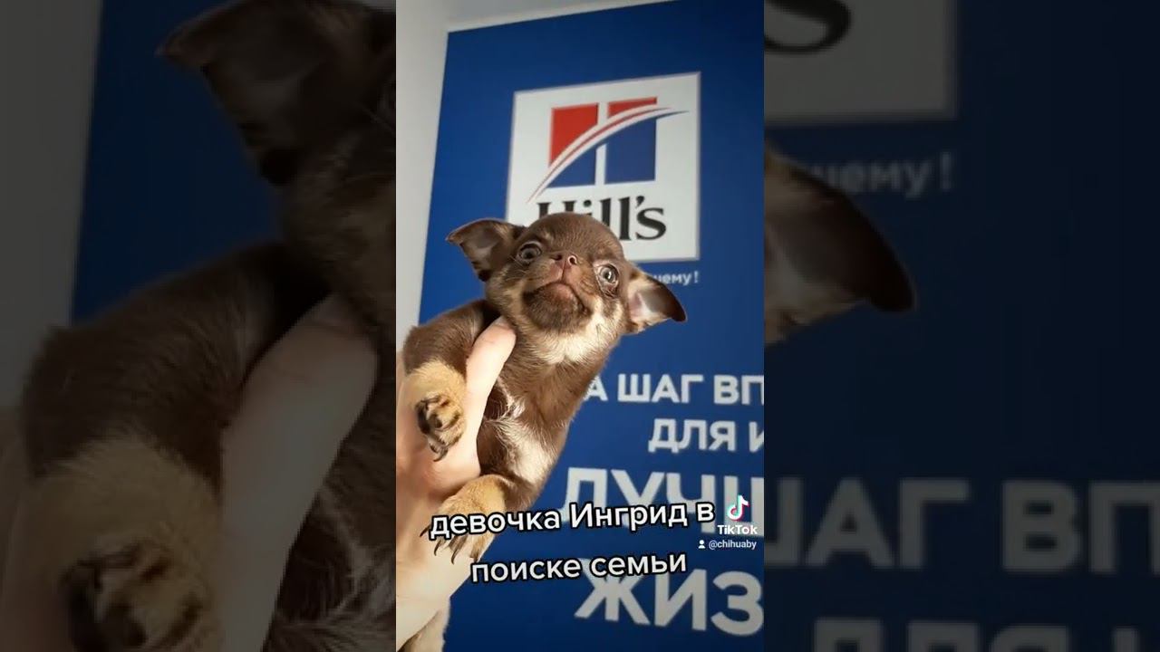 Шоколадная девочка чихуахуа Ингрид в поиске любящей семьи, больше информации +375298592555