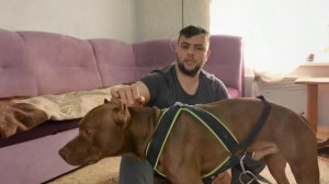 Обзор амуниции для собак/ шлейка для собаки / шлейка для вейтпуллинга / шлейка для бега/ амуниция
