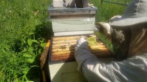 Пчеловодство - Изоляция маток 1