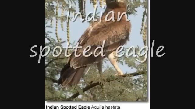 List of Eagle species