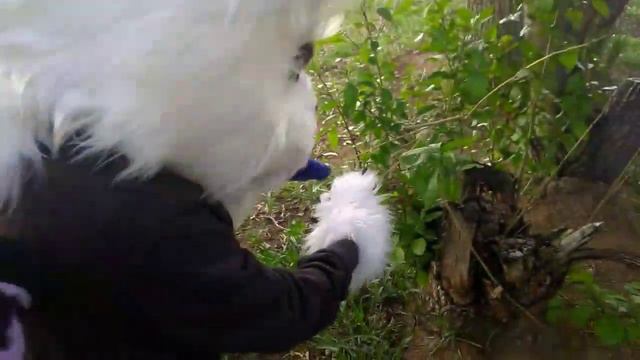 Недо фурри прогулка смотреть онлайн