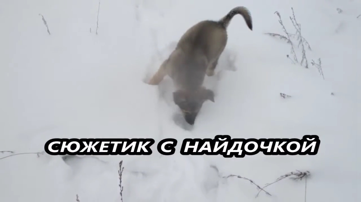 Сюжетик с Найдочкой