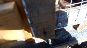 Кролики фландры и Французский баран