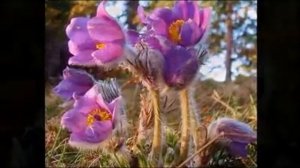 Якутская песня "Ньюргуhуннар"(Подснежники
