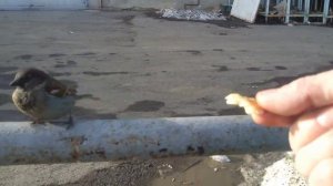 VID_20221127_131550_565.mp4