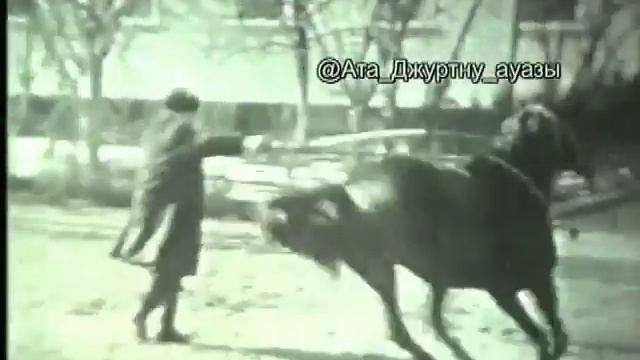 Карачаевская порода лошадей. Карачаевский конный завод №168