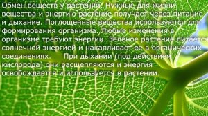 15. Дыхание и обмен веществ у растений. Биология 6 класс - Пономарева. Краткий пересказ.