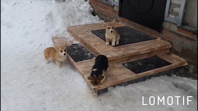 Вельш-корги пемброк, девочки. смотреть онлайн