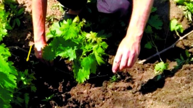 Как усилить куст винограда. Казацкий способ. смотреть онлайн