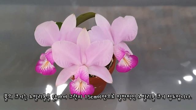 Cattleya Memorial Chuang Wen-Hsien смотреть онлайн