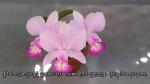 Cattleya Memorial Chuang Wen-Hsien