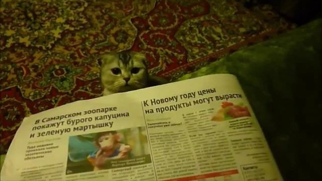"Страшная сказка" про то как Котэ хочет читать газету :-) смотреть онлайн