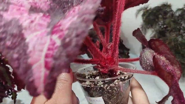 Цветы- любовь моя! Бегонии 16 смотреть онлайн