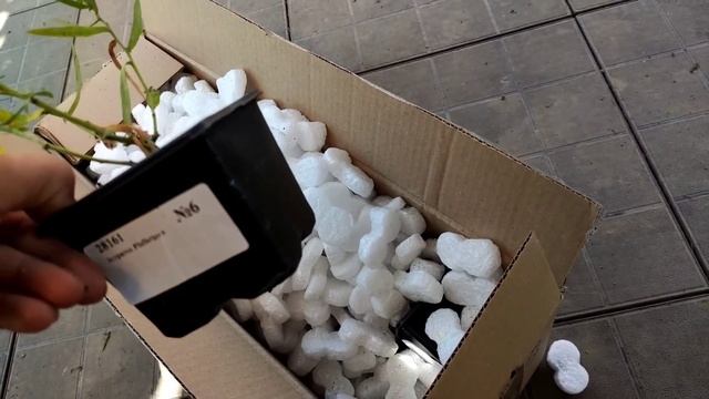 Сад в середине августа. Нимфеи в кашпо. Прогулка по саду. мои розы. прогулка по саду смотреть онлайн