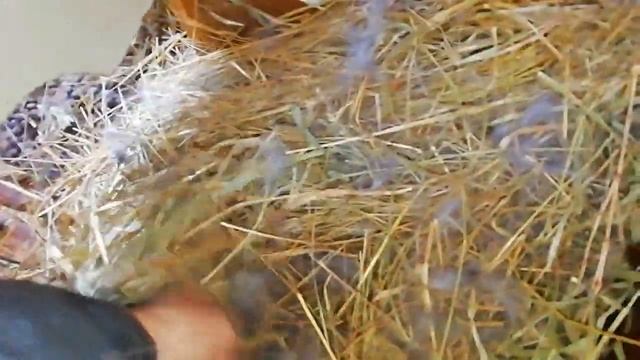 Родила крольчиха. Осмотр на 1 день. Крольчата