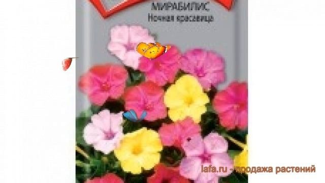 Мирабилис обыкновенный Ночная красавица ? обзор: как сажать, семена мирабилис Ночная красавица
