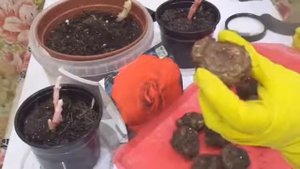 Хранении клубней бегонии в холодильнике. Фаза сна клубневой бегонии.