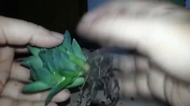 How to seperate Hawarthia extra buds смотреть онлайн