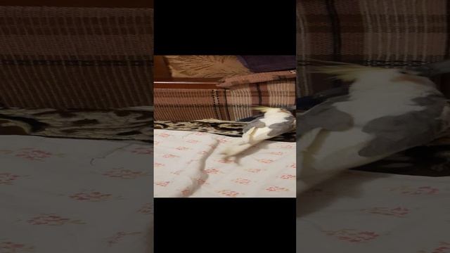 Попугай играет со своей шариковой ручкой.