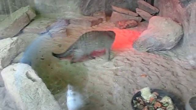 Смешной мангуст.avi смотреть онлайн