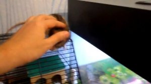 Очень добрая ручная домашняя декоративная крыса