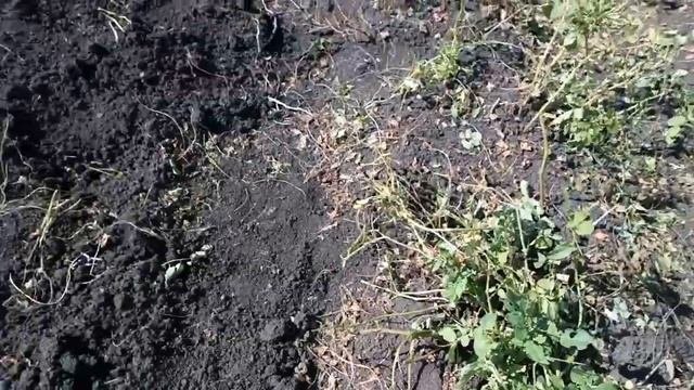 Лучший способ выращивания картофеля! Огромный урожай!
