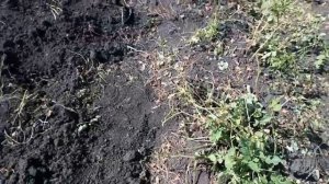 Лучший способ выращивания картофеля! Огромный урожай!