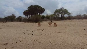 Сафари в национальном парке Селус, Танзания