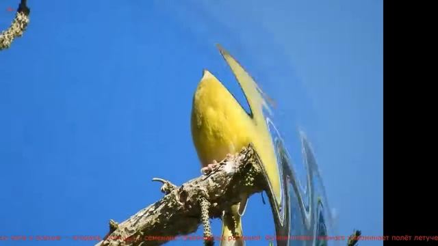 Grünfink (1) смотреть онлайн