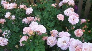 Мой сад из роз. г. Балаково, 10 июня 2019