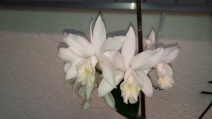 Цветение каттлеи, уход в моих домашних условиях