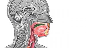 How Swallowing Works Animation Video - Stages of Swallowing Process - Swalllow Anatomy & Physiology