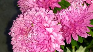 Вальс цветов. Астры. Лето. Август.