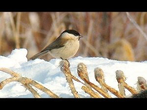 Гаичка буроголовая (Parus palustris)