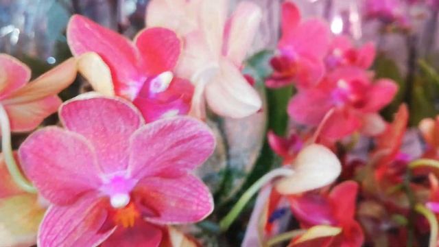 Богатый Фаленопсис Мультифлора SUNSET ЗАКАТ смотреть онлайн