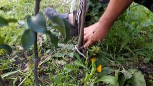 Персики Елгавский, Искра, Релианс