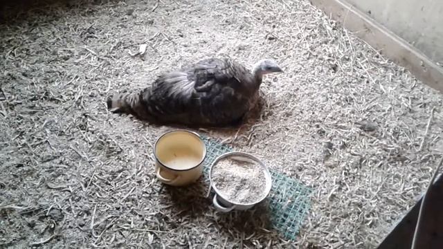 У нас ливень! индюшки сели на яйца, козы дерутся.8 августа 2019 г. смотреть онлайн