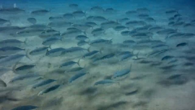 Косяк южноазиатской скумбрии навстречу смотреть онлайн