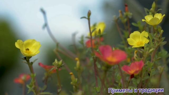 #приметы 14 ноября Бессребреник Косма и Дамиан #приметыисуеверия