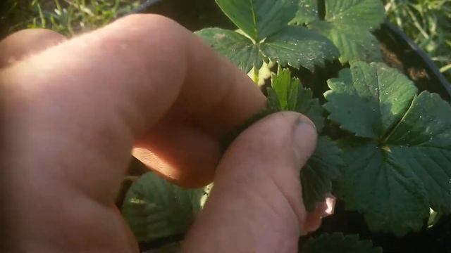 клубника розовая смотреть онлайн