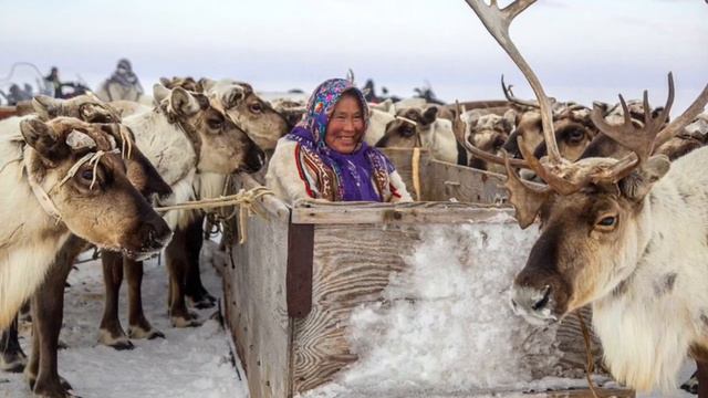 СКОЛЬКО ЗАРАБАТЫВАЕТ ОЛЕНЕВОД