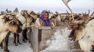 СКОЛЬКО ЗАРАБАТЫВАЕТ ОЛЕНЕВОД