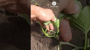 Формирование сортовых и гибридных дынь. Как это сделать и в чем принципиальное отличие