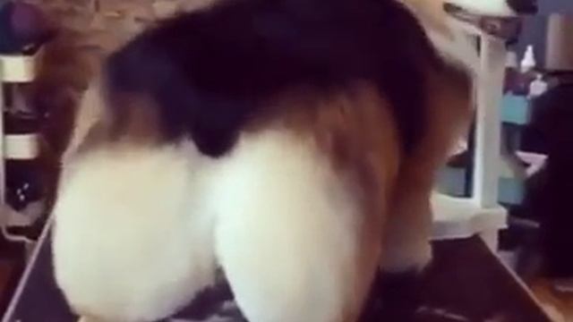 Собачий тверк! смотреть онлайн