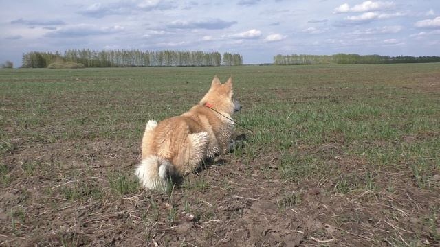 Купания собак в лужах.  Весенний поход с собаками. Приключения лесных собак смотреть онлайн