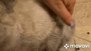 Линька у кролика . или как не допускать ошибки в желании облегчить это процесс.