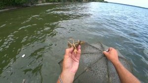 Прикормка на рака работает!!!